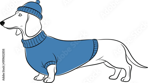Dachshund in blue sweater and hat standing sideways on white background
