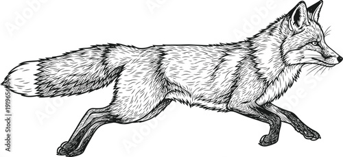 Detailed illustration of a fox running with textured fur in black and white