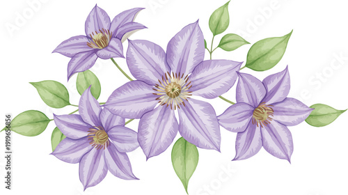 Purple flowers with green leaves on white background botanical illustration