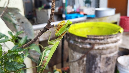 The praying mantis waits for prey on a tree branch