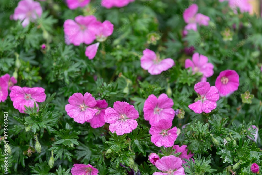 Fototapeta premium Close up of pink bloody geraniums (geranium sanguineum) flowers in bloom