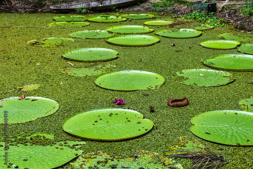Victoria amazonica flower at Museu da Amazonia, MUSA in Manaus, Brazil. The largest of the water lily family