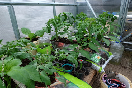 A green house with cucumbers growing