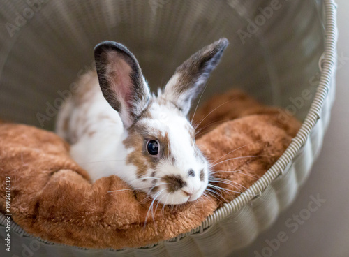 A Dwarf mixed breed pet rabbit lying on a soft blanket