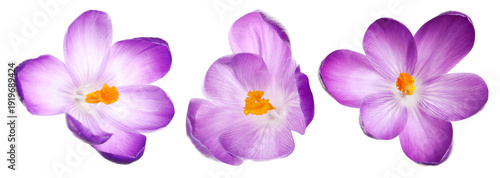 Quadro em tela Violet crocus flowers isolated on white, set