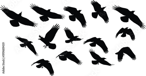 Flying bird silhouettes set in multiple wing positions, raven and crow flight poses, wildlife freedom and motion concept, black vector illustration