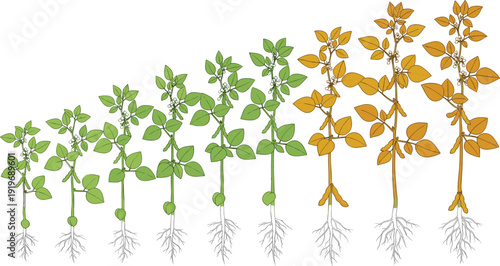 Soybean growth cycle scientific illustration. Glycine max stages from seedling to flowering plant with detailed roots. Educational botanical diagram on white background with gray border.