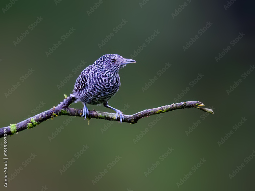 Obraz premium Male Bar-crested Antshrike Perched on a Branch on Green Background[[