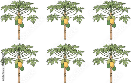 Papaya Fruit Tree Vector Illustration – Ripe Green Papayas and Tropical Leaves