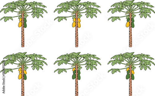 Papaya Fruit Tree Vector Illustration – Ripe Green Papayas and Tropical Leaves