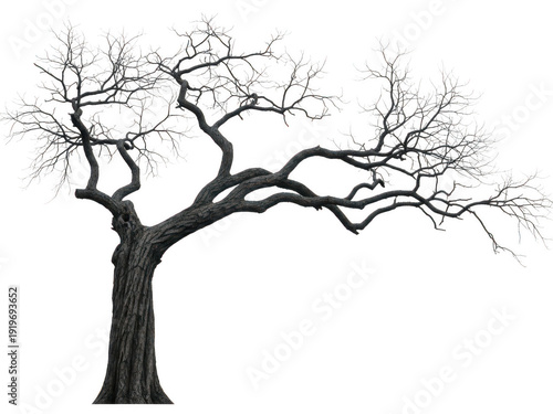 A black and white drawing of a tree with no leaves