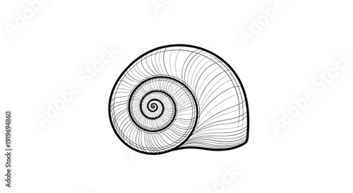 Detailed Black and White Illustration of a Snail Shell Spiral, Macro View, Natural Pattern
