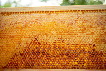 Fototapete Krankenhaus Goldene Honigwabe frisch aus dem Bienenstock  © Maryna