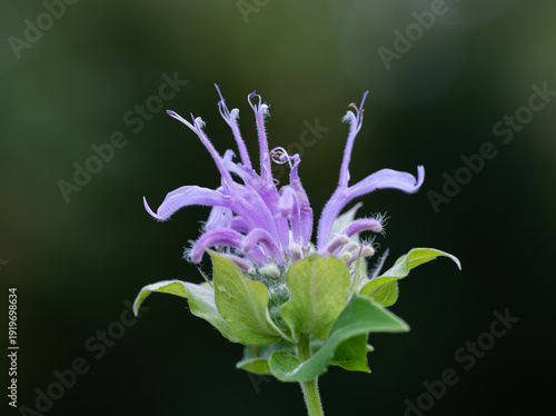 Light Purple Blossom of Wild Bergamot or Bee Balm