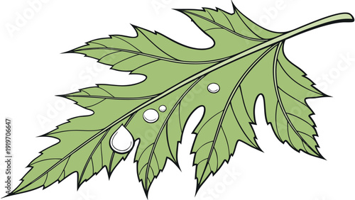 A single green plant leaf illustration with serrated edges and water droplets on its surface