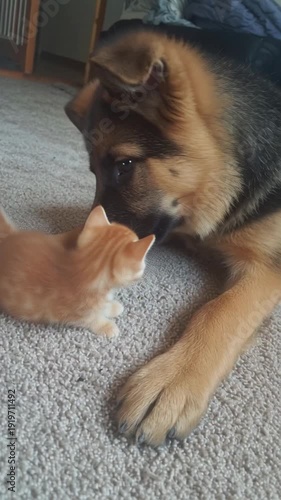 Schäferhund