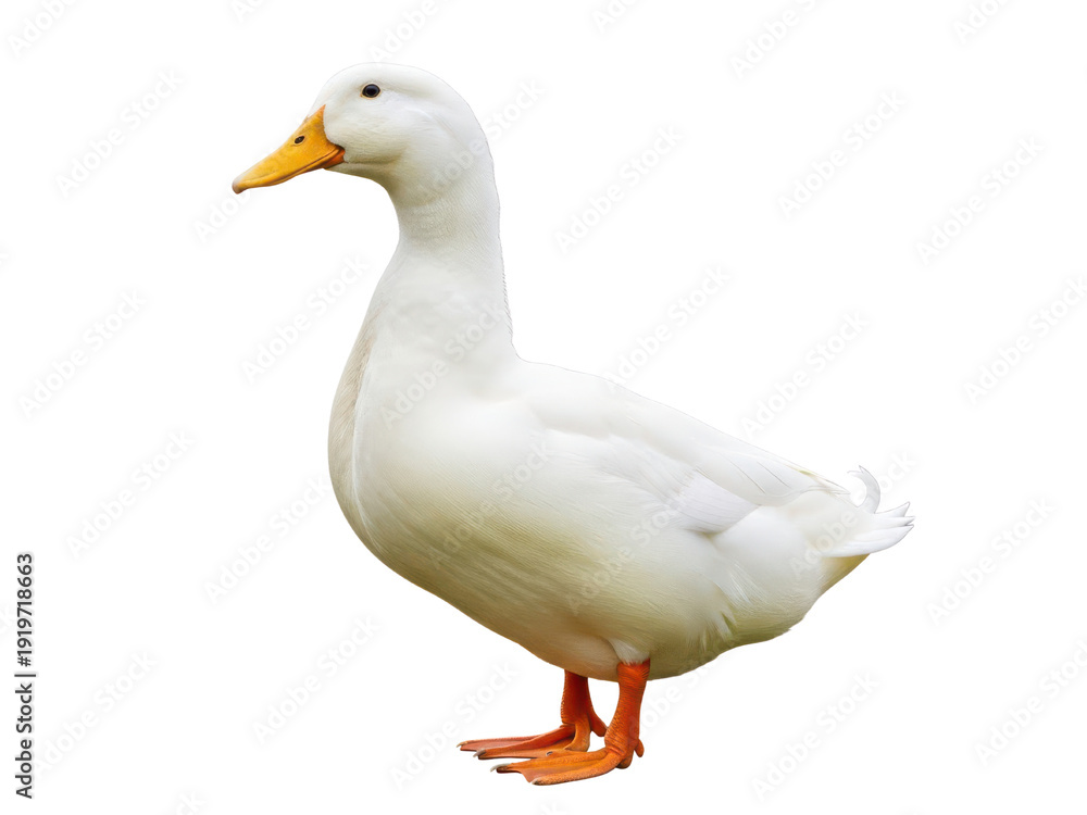 Fototapeta premium A pristine white domestic duck with a bright orange bill and webbed feet stands in profile, isolated PNG with Transparent Background