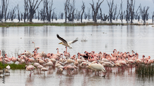 Fotografie Pelican flyng over flock of flamingos in Lake Nakuru National Park in Kenya Afri