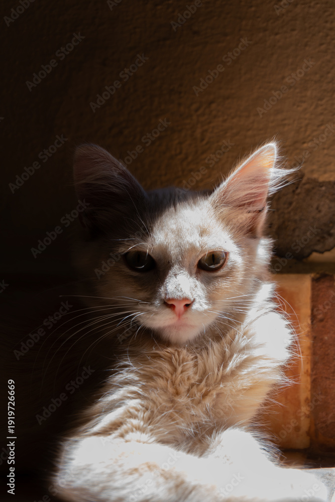 Φωτογραφία Gato blanco tomando sol y mirando a la camara