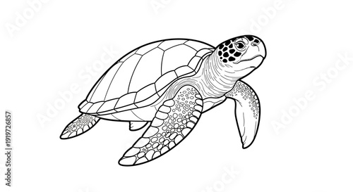 Black and White Sea Turtle Illustration.