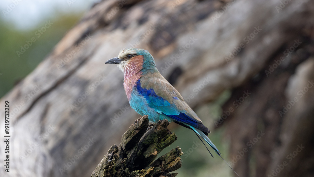 Naklejka premium Colorful Lilac Breasted Roller in Lake Nakuru National Park in East Africa KEN