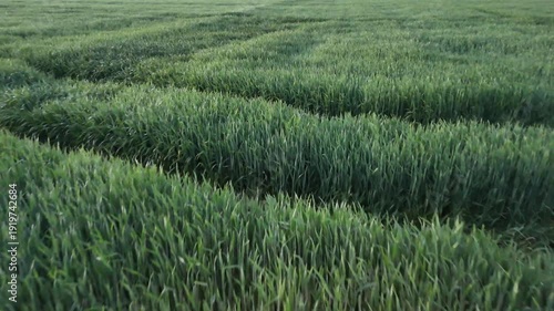 A field of green grass with a few brown spots. The grass is tall and the sky is clear