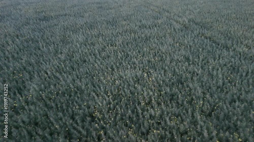 Drone Flyover Above a Rapeseed Field in the Early Morning