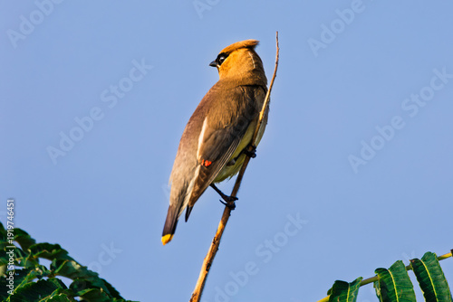 A beautiful Cedar Waxwing perches on a bare twig, This medium-sized songbird is known for its silky appearance and gregarious nature.