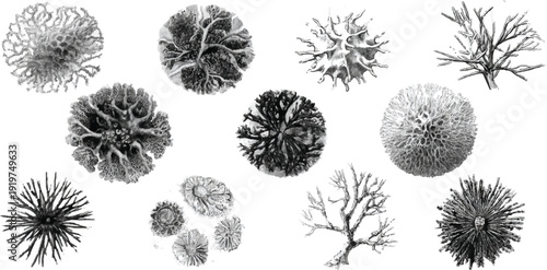 Collection of detailed black and white of various coral and marine life forms against a white background