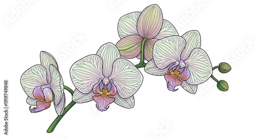 Delicate white and pink orchid flowers with green stems and buds on white background