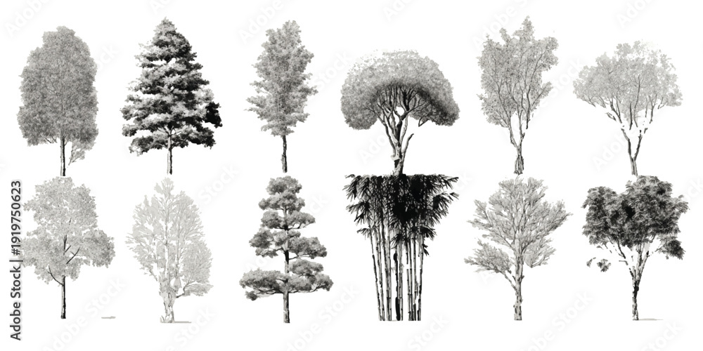 Fototapeta premium Collection of ten diverse grayscale botanical tree with detailed foliage and root systems trees black