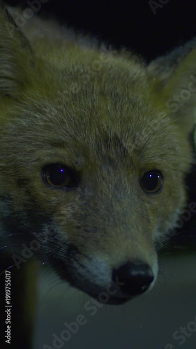 Red Fox face portrait close up eyes and nose urban wildlife