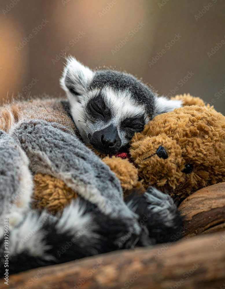 Obraz premium Sleeping Ring-tailed Lemur Hugging Plush Toy ぬいぐるみに抱きついて眠るワオキツネザル