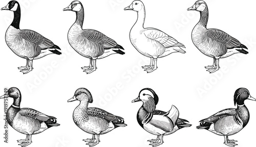 Vintage woodcut duck and goose illustrations set, detailed engraved waterfowl species, mallard and canada goose, black and white vector line art
