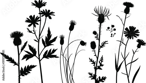 Wildflower and thistle silhouette vector set with meadow plants and floral stems, black flat design for botanical branding, rustic wedding stationery, and nature decals