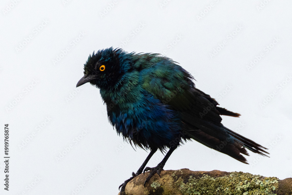 Fototapeta premium Tough little African Blue Starling bird fluffing out his iridescent blue feathers in Lake Nakuru National Park in Kenya Africa KEN