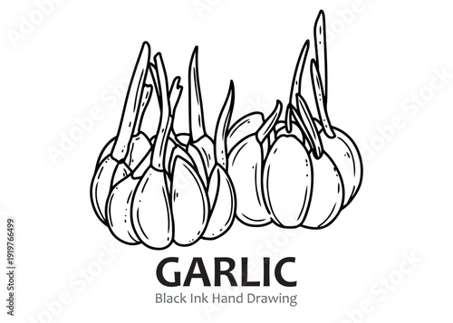 Hand-drawn black ink illustration of sprouting garlic bulbs, depicting fresh culinary ingredients for cooking.