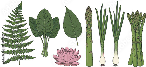 Fresh green vegetable and plant vector set featuring fern, leafy greens, asparagus, onions, and lotus flower illustration