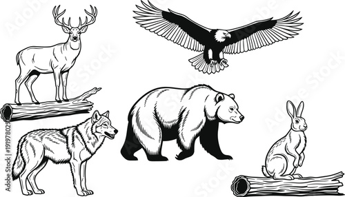 Photography Set of hand-drawn wild animals, including a bear, wolf, deer, eagle, and rabbit, isolated on a white background, perfect for rustic wildlife designs