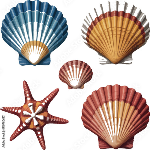 Set of decorative sea shells and starfish isolated on transparent background