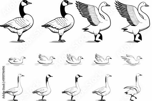 Illustrative depiction of canadian geese in various poses and growth stages