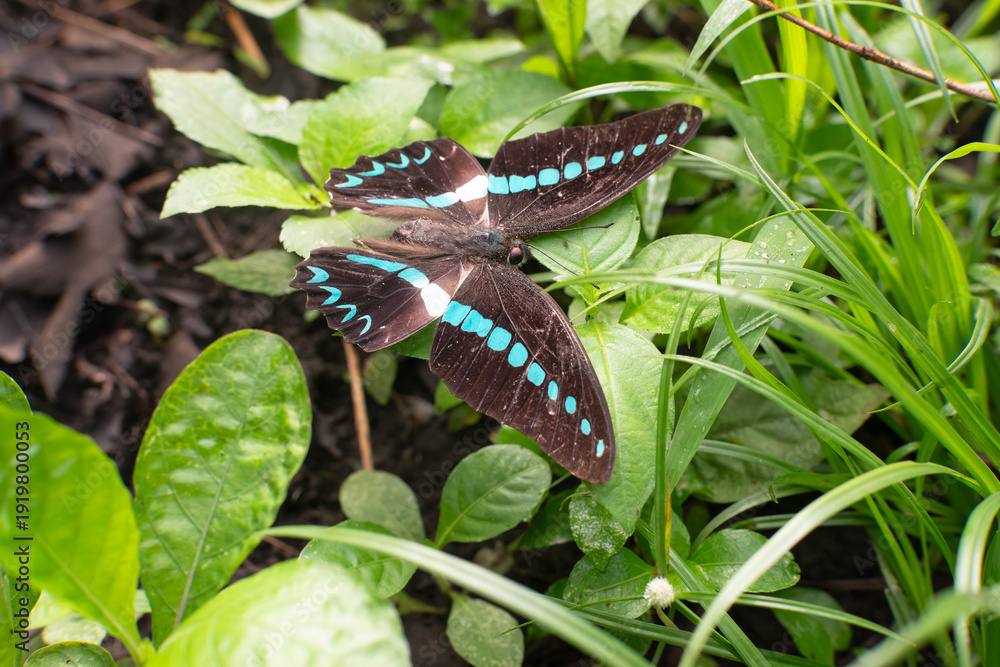 Obraz premium Tropical black butterfly with bright blue markings resting on green leaves in natural garden environment. Exotic insect, wildlife macro photography, nature background.