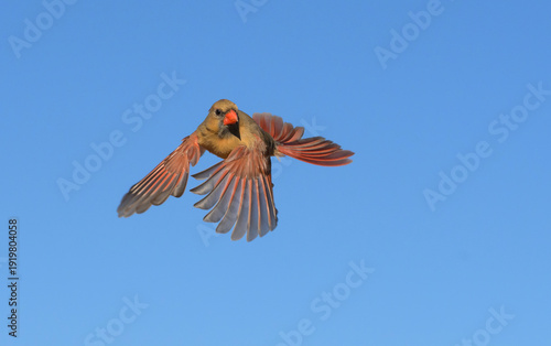 Front view of a female Northern Cardinal in flight, with her wings out and down; against blue sky