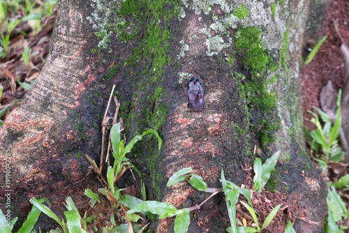 Bild auf Leinwand Black weevil beetle climbing mossy tree bark in natural environment