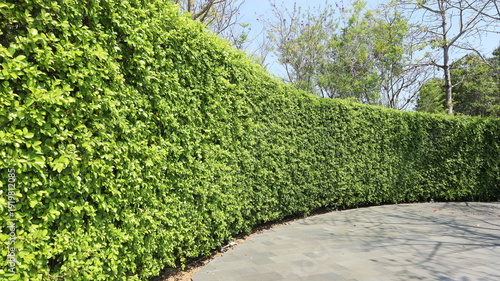 Konstfotografi Green leaves wall background