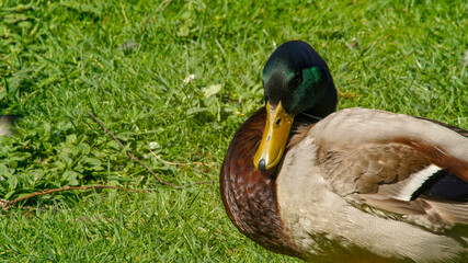Wild duck with multicolored feathers walking in garden