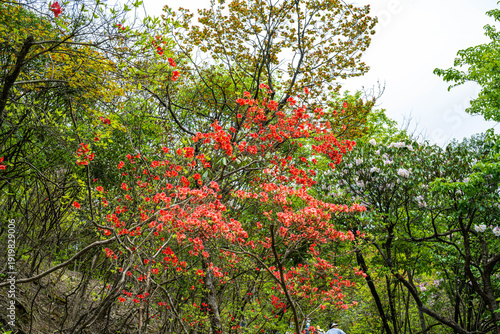Azaleas on Dawei Mountain in Liuyang
The April wind woke the mountains.
The Rhododendron in Dawei Mountain finally ushered in a grand flowering period.
