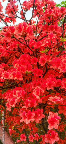 Azaleas on Dawei Mountain in Liuyang
The April wind woke the mountains.
The Rhododendron in Dawei Mountain finally ushered in a grand flowering period.
