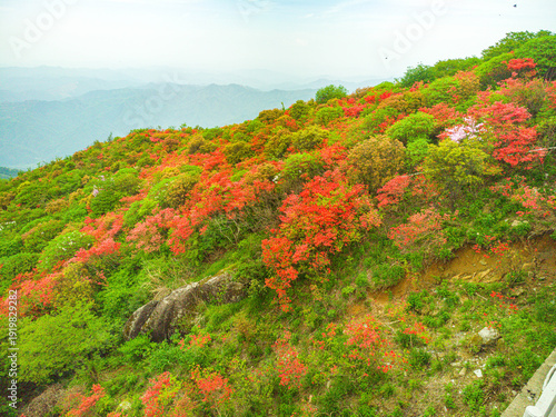 Azaleas on Dawei Mountain in Liuyang
The April wind woke the mountains.
The Rhododendron in Dawei Mountain finally ushered in a grand flowering period.
