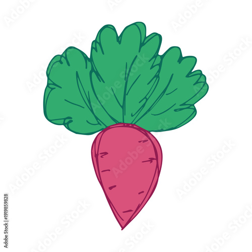 Hand drawn farm radish beet beetroot plant with green leaves Fresh vegetable doodle Healthy eco food Organic garden vegetarian food For design, print, packaging, decor, kids books